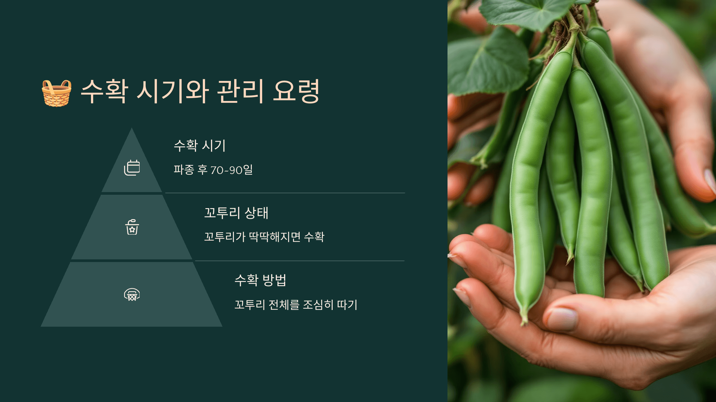 강낭콩 사진입니다.