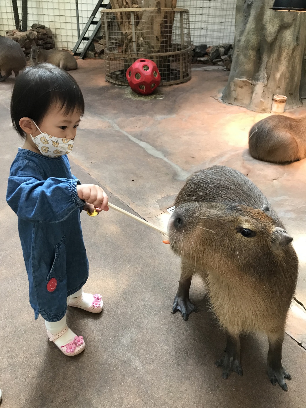 동물원 먹이 체험 