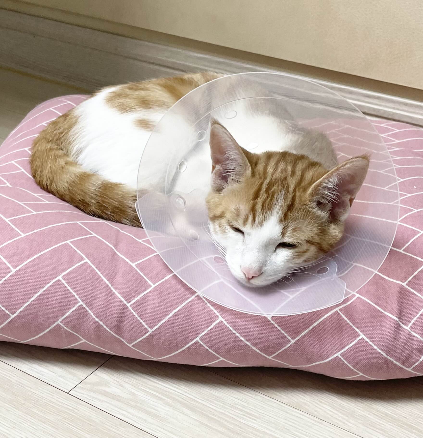 고양이 중성화수술 비용과 시기 관리법 알려드려요 - 메이들린의 작은 오두막집 고양이 중성화수술 비용과 시기 관리법 알려드려요 - 메이들린의 작은 오두막집