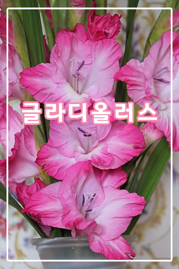핑크-글라디올러스