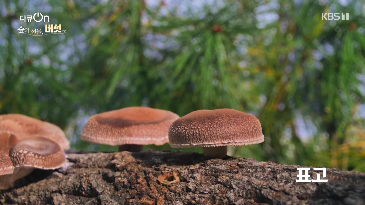 다큐 온.E227.231120p-NEXT.mp4_20231121_201835.381.jpg