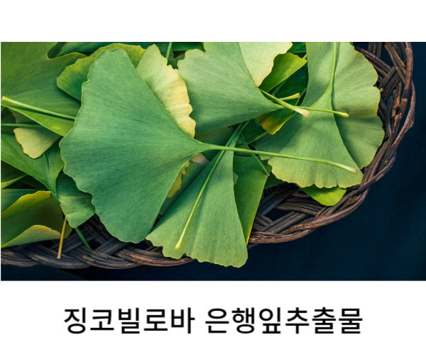  은행잎추출물 징코빌로바의 효능과 미국영양제소개