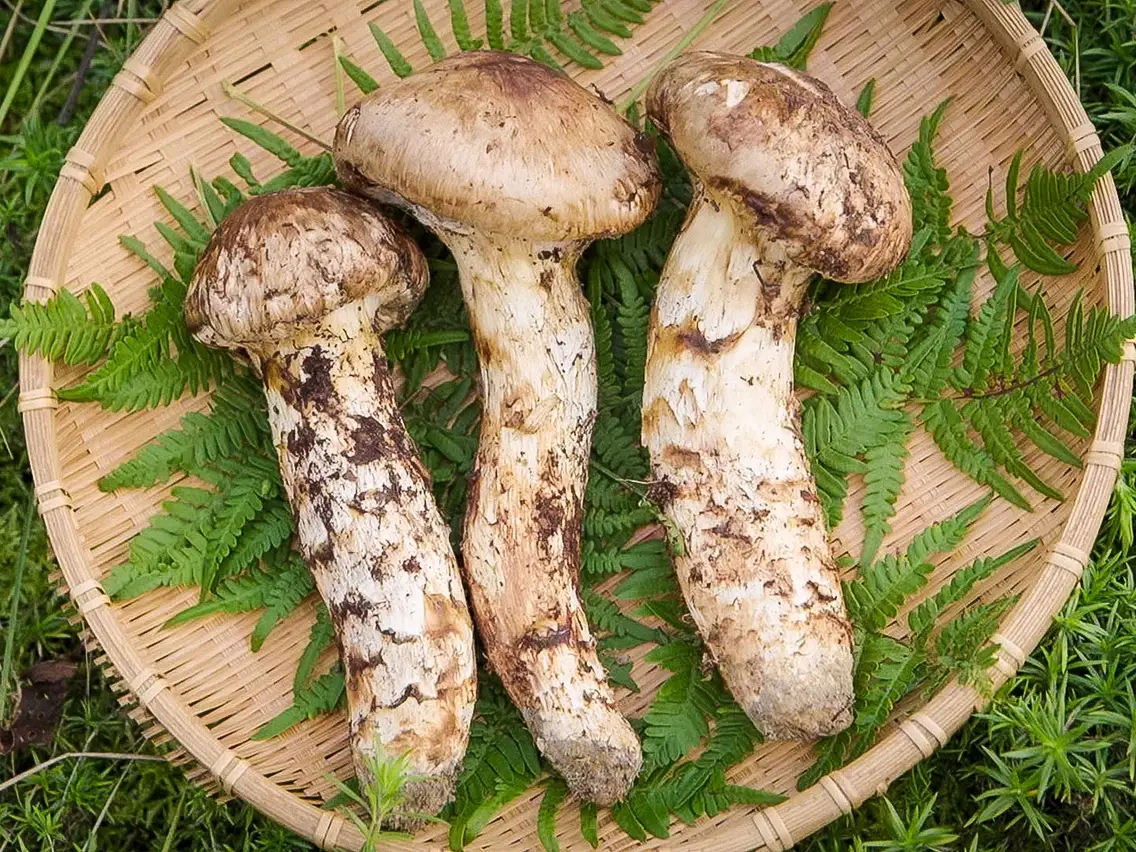 마츠타케 버섯 (Matsutake Mushrooms)