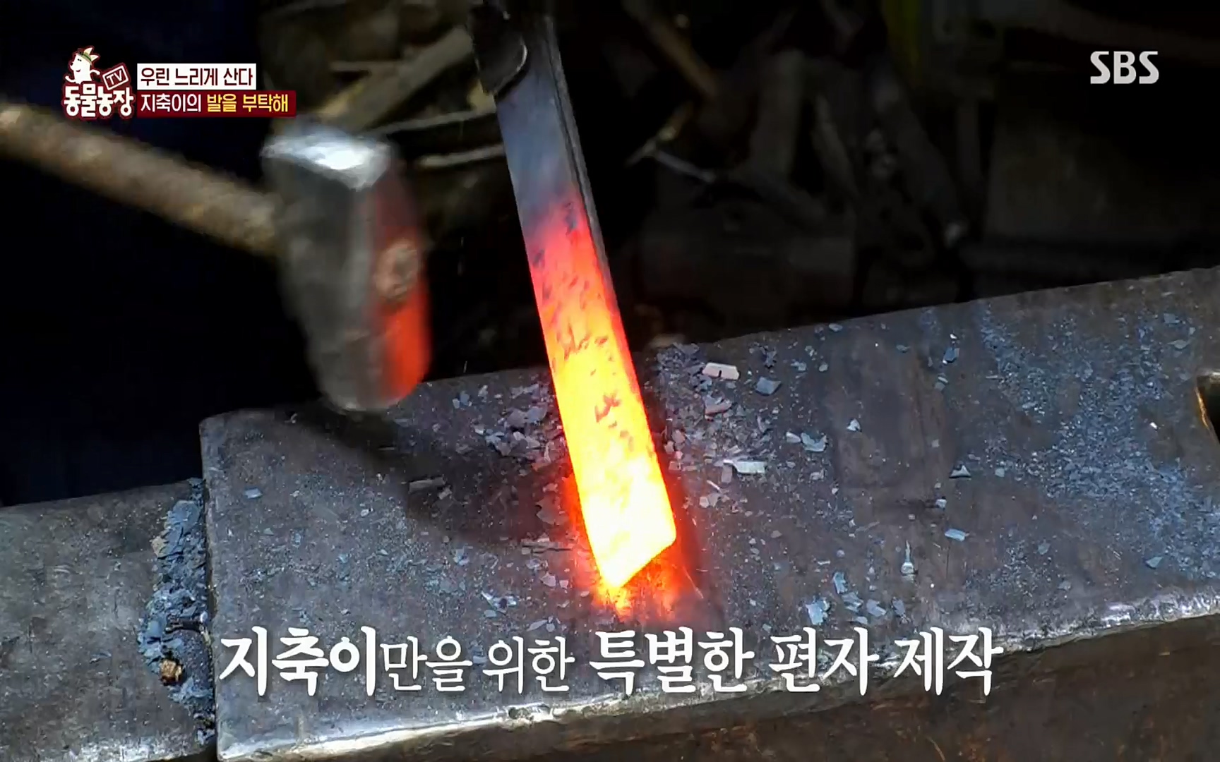 TV 동물농장.E1074.220619p.H264-F1RST.mp4_20220619_181832.942.jpg