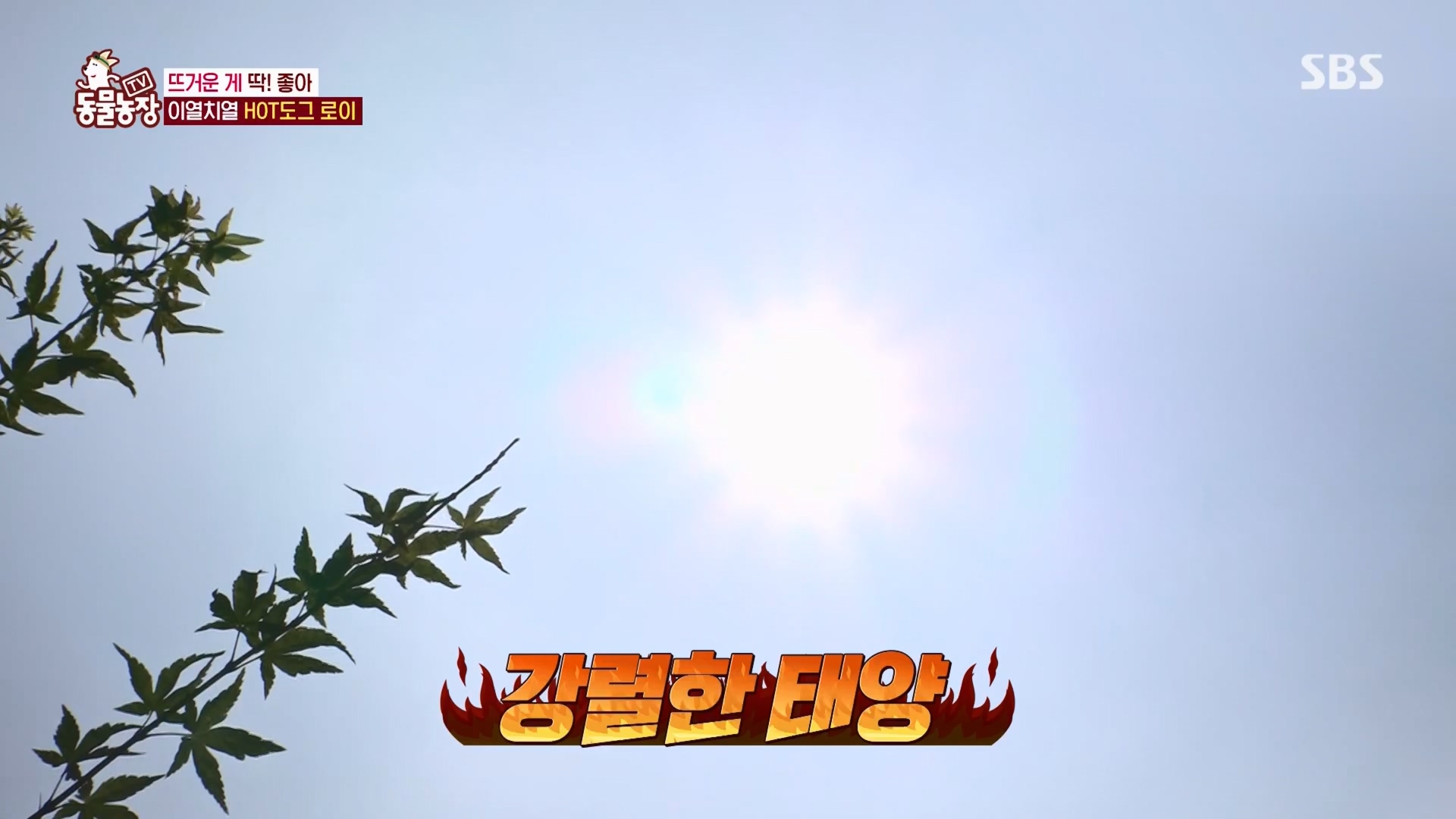 TV 동물농장.E1139.230924p.H264-F1RST.mp4_20230924_172323.244.jpg