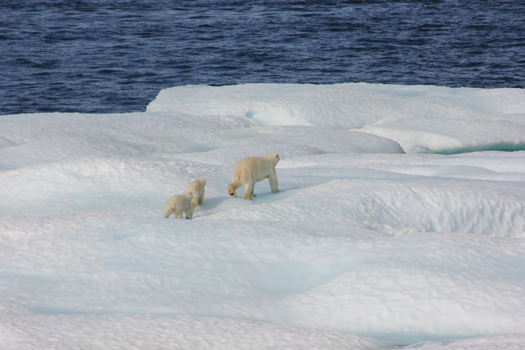 Polar Bear