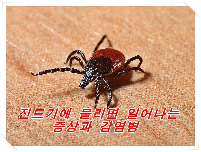  진드기에 물리면 일어나는 증상과 감염병