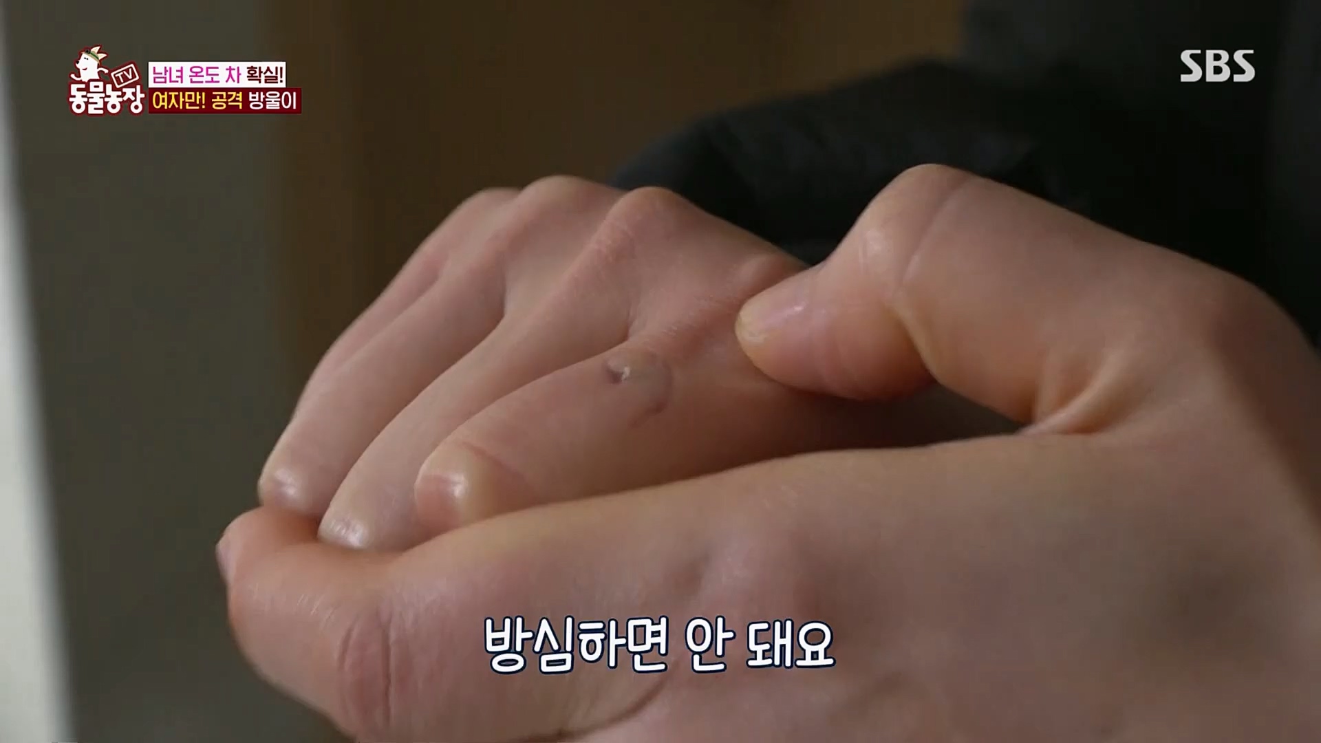 TV 동물농장.E1110.230305p.H264-F1RST.mp4_20230305_183144.090.jpg