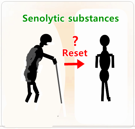 세놀리틱 물질 Senolytic substances