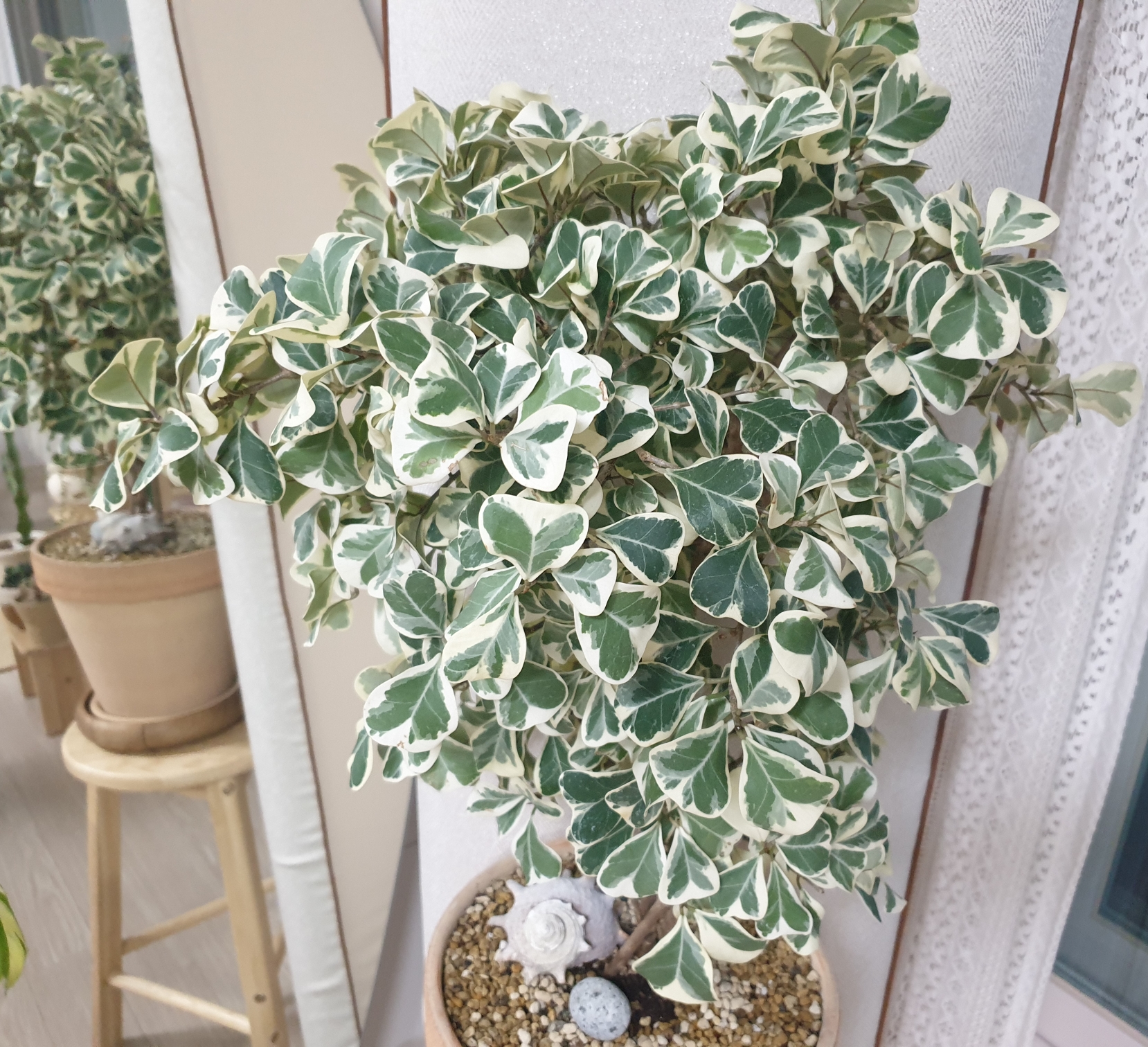  스윗하트 고무나무 구경하러오세요~ feat. Ficus triangularis 'Variegata' 소개, 주의점