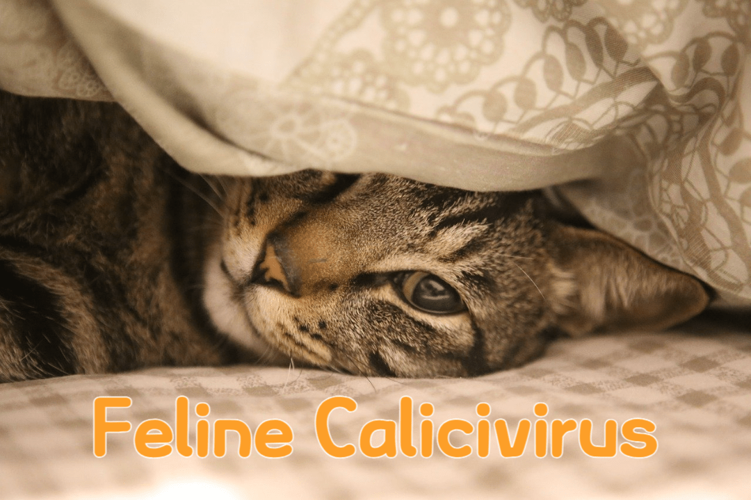 Feline Calicivirus