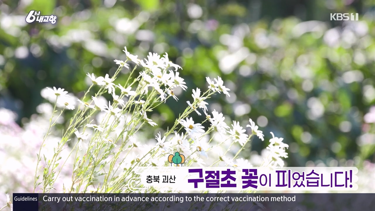 6시 내고향.E7910.231032p-NEXT.mp4_20231101_202244.195.jpg