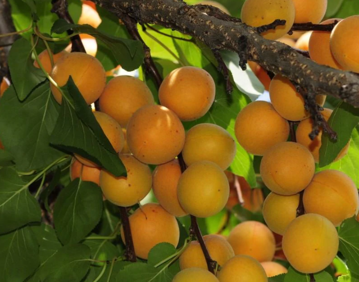  훈자 살구 Hunza Apricot 에 대해서 알아볼게요.
