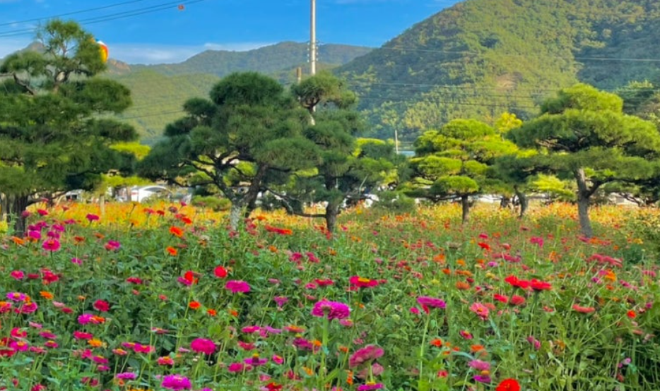 고창 핑크뮬리 축제 완전 정복 (개화시기, 입장료, 포토존 총정리). 고창 핑크뮬리 축제 100% 즐기는 꿀팁 6 맨드라미 군락지