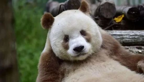 적 판다