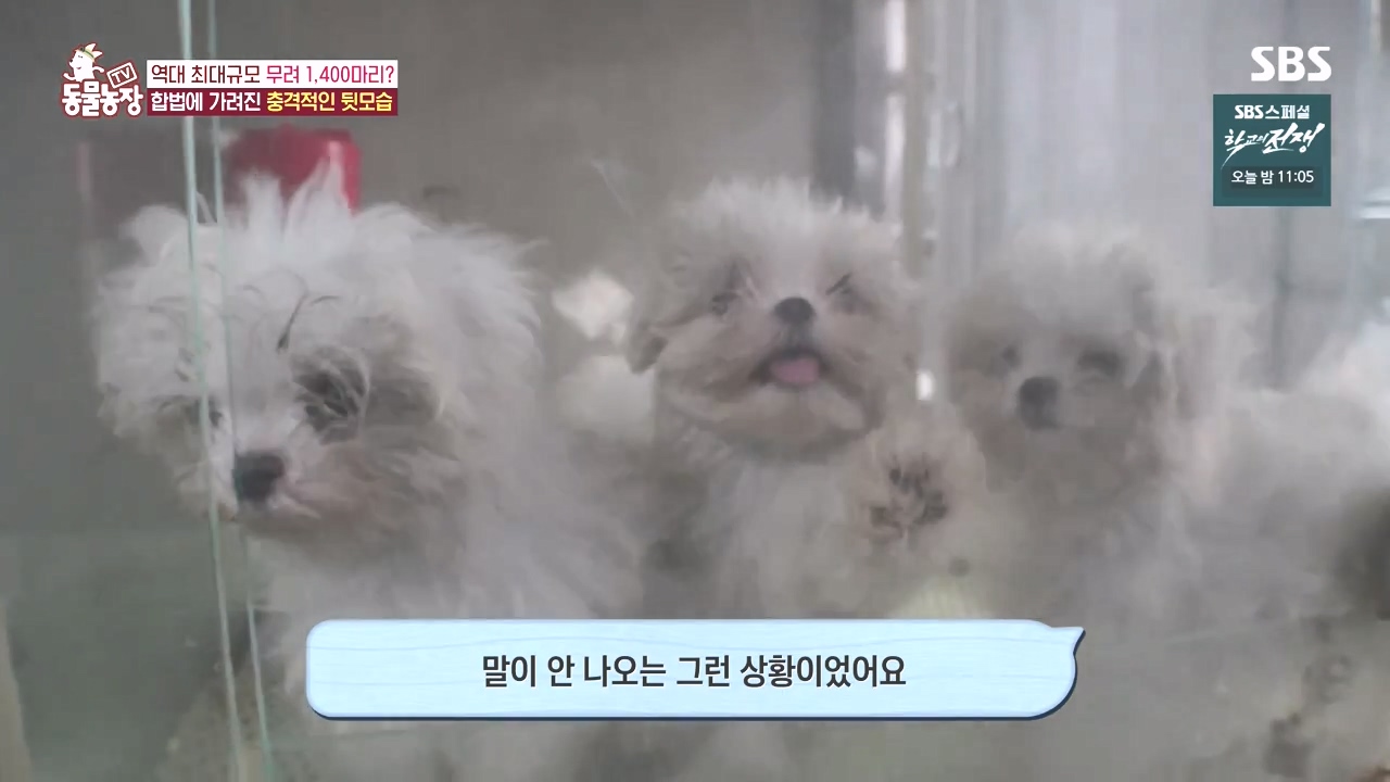 TV 동물농장.E1142.231023p-NEXT.mp4_20231022_171950.952.jpg