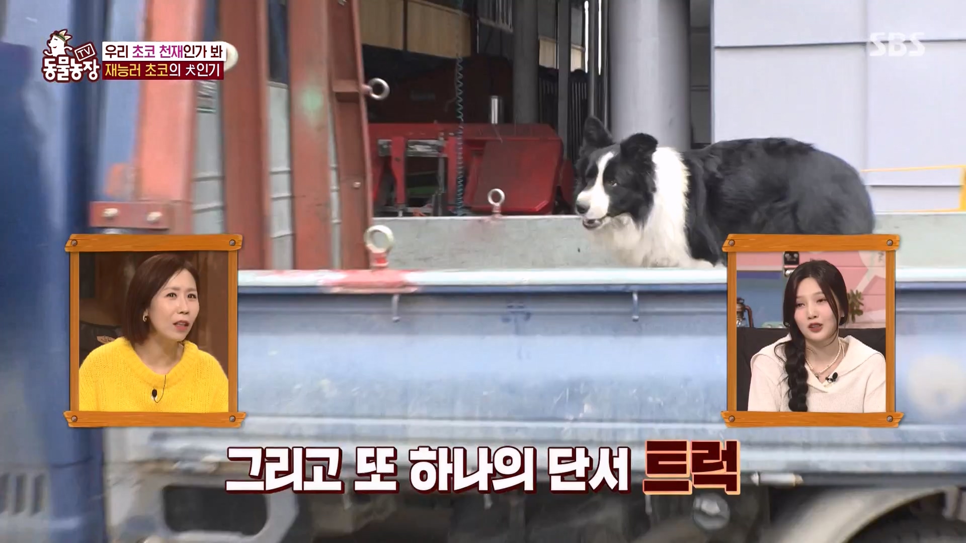 TV 동물농장.E1161.240303p-NEXT.mp4_20240303_172258.110.jpg