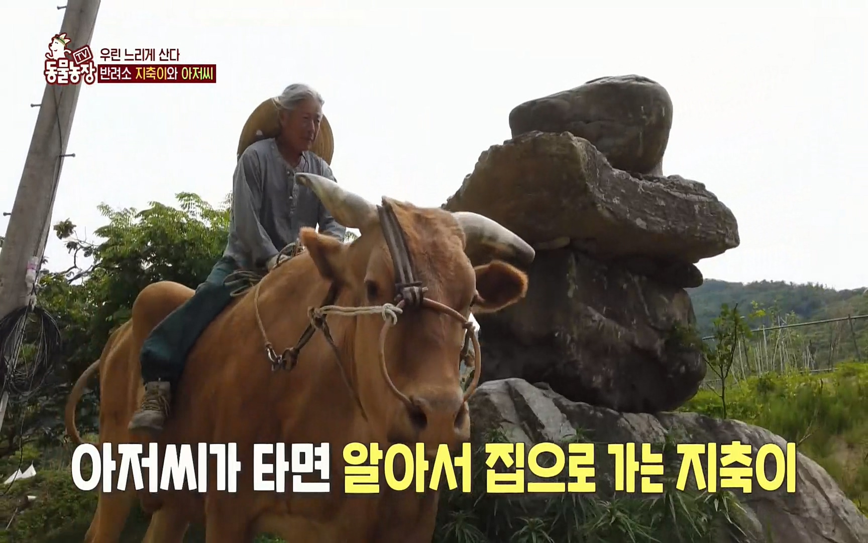 TV 동물농장.E1074.220619p.H264-F1RST.mp4_20220619_181317.478.jpg