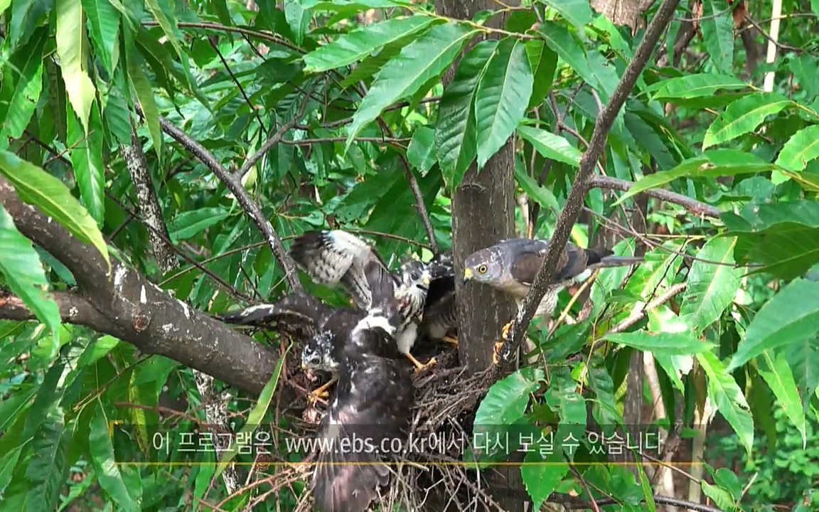 생존 3부_ EBS 다큐프라임_ 220629.avi_20220701_210636.704.jpg