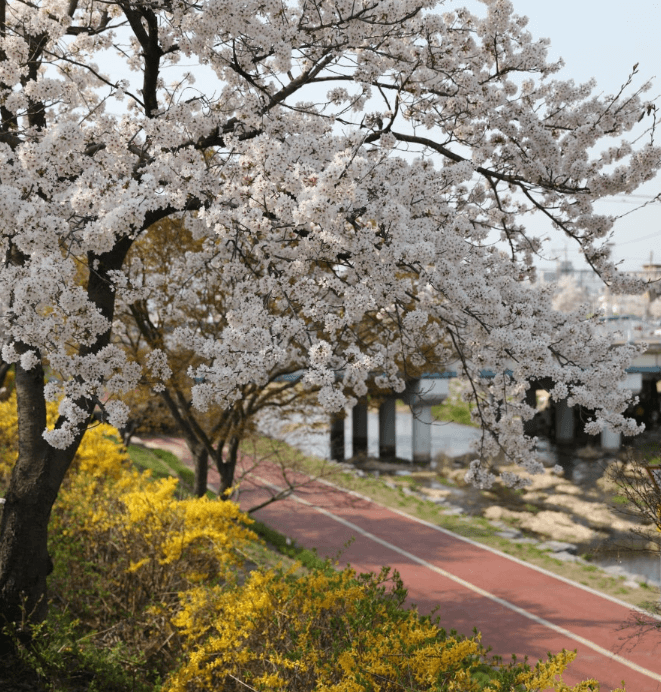 2024 정읍 벚꽃축제