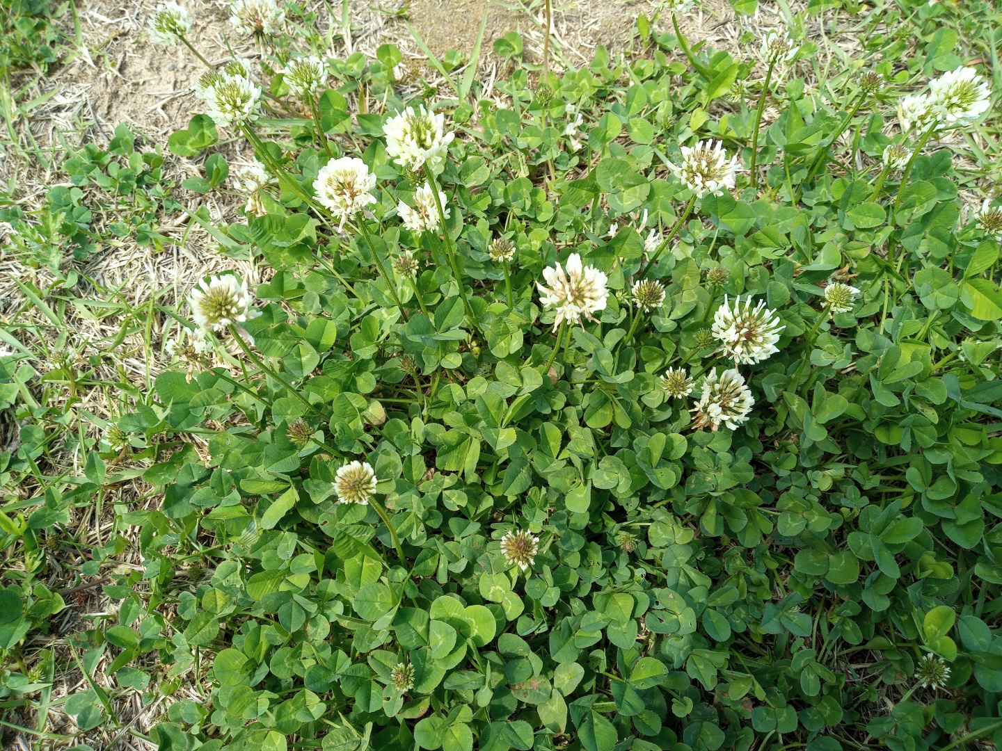 토끼풀꽃