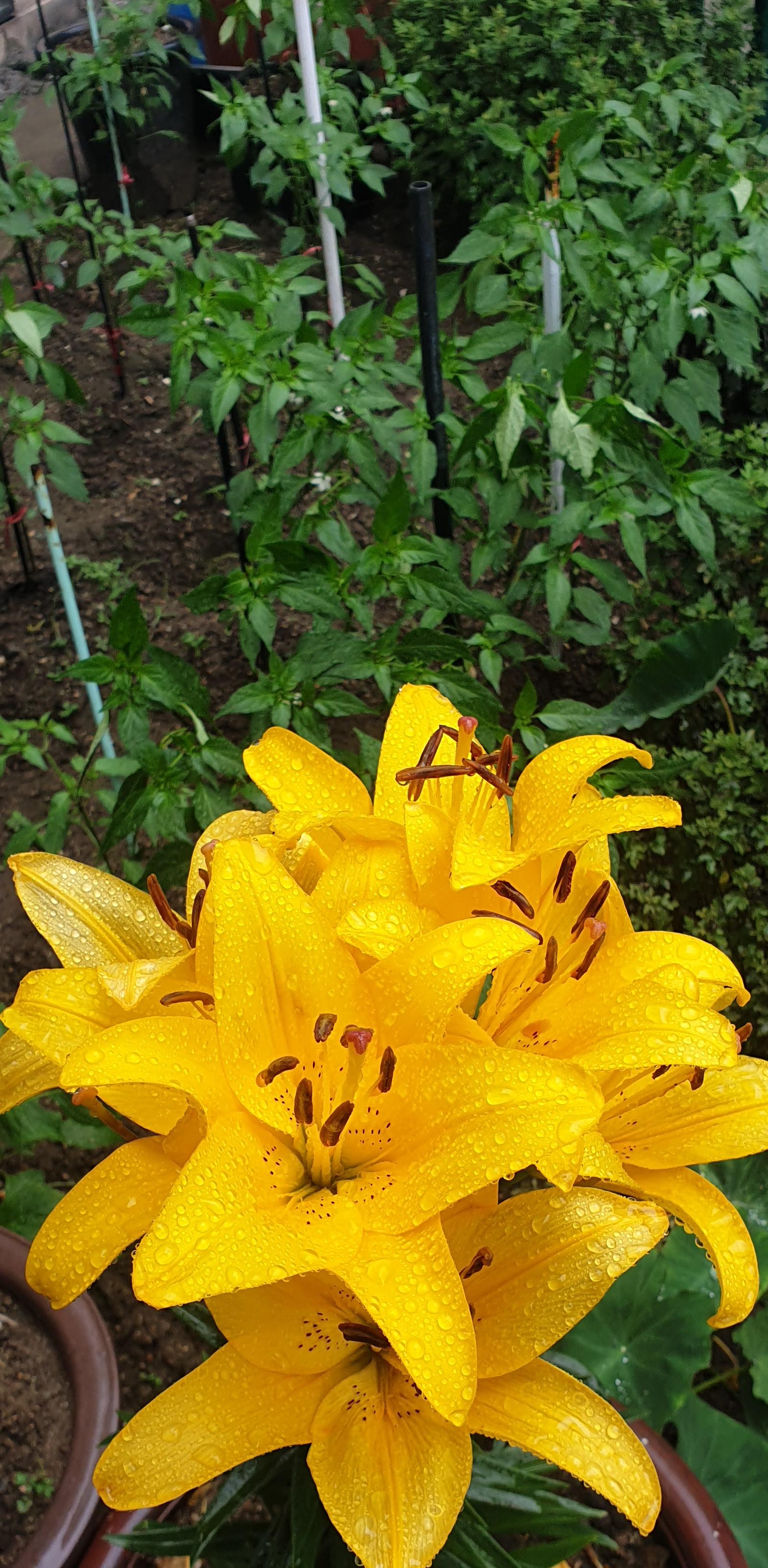  노란나리꽃과주황나리꽃&보랏빛 풀협죽도꽃 빗물이 맺혀 넘 이뽀요!!!