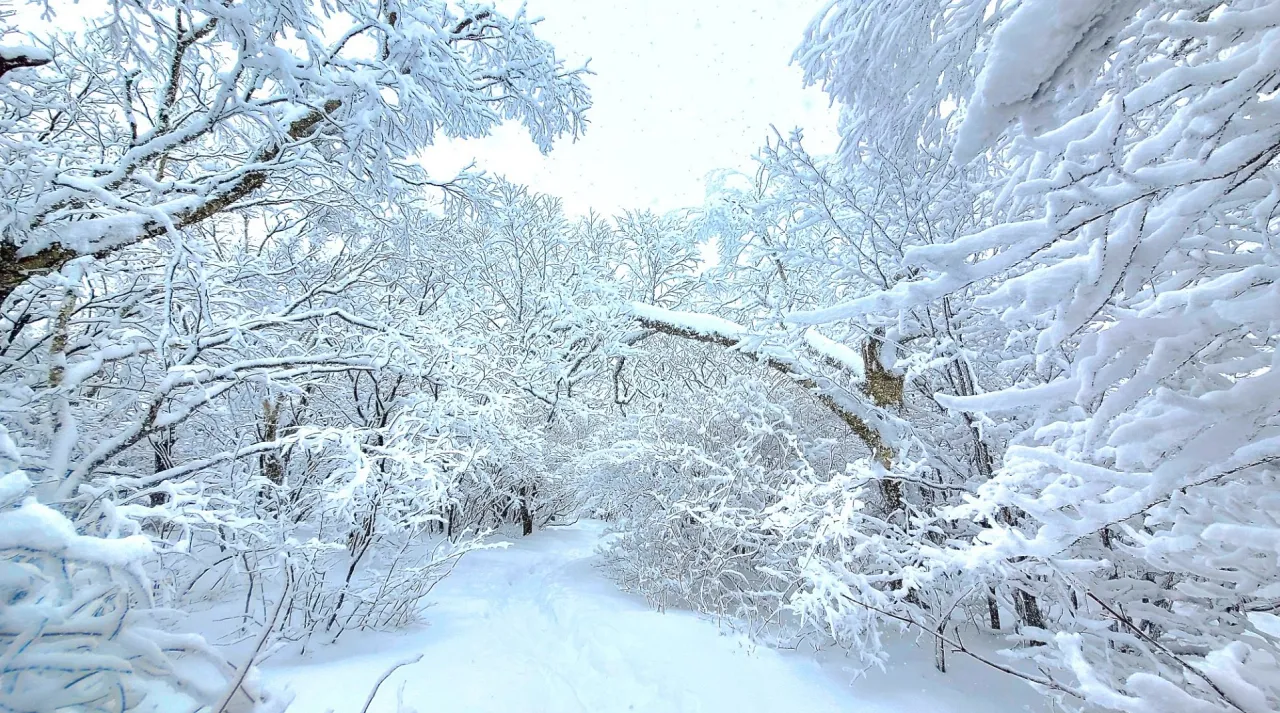 강원도 태백산 설경
