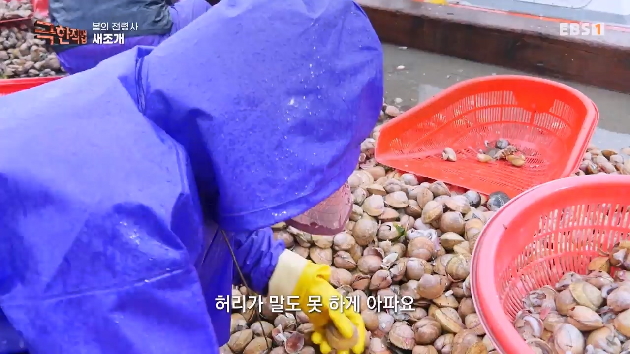 TV - 전 국민의 평생학교 EBS봄의 전령사! 새조개, 미나리, 주꾸미.mp4_20240316_171247.348.jpg