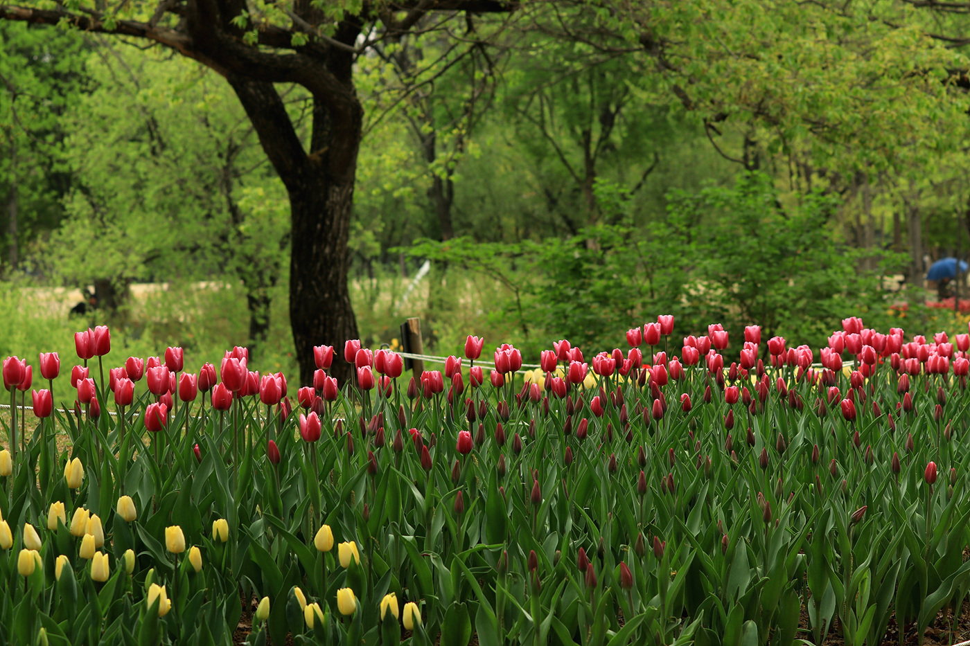 주말 서울숲 튤립 개화 현황… 9