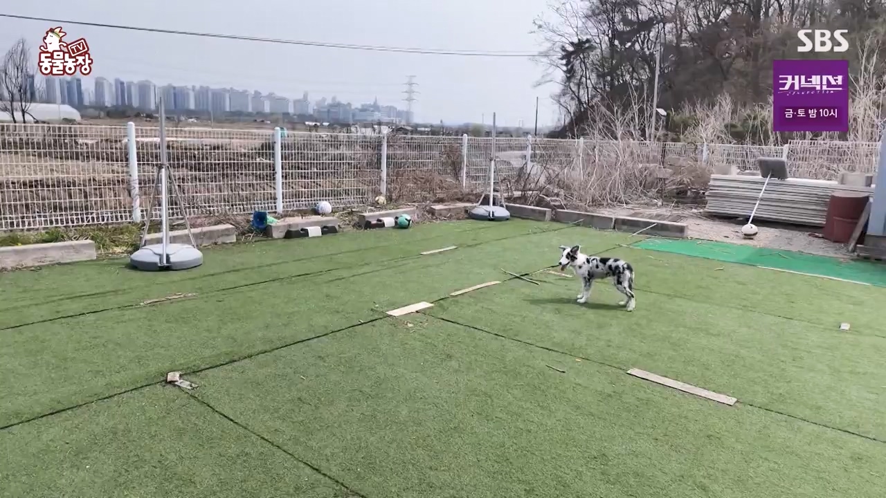 TV 동물농장.E1173.240527p-NEXT.mp4_20240526_155708.977.jpg