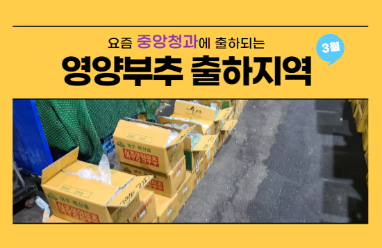  3월 현재 중앙청과 영양부추는 어느 지역에서 들어와?