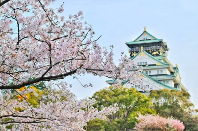 벚꽃이 활짝 핀 오사카