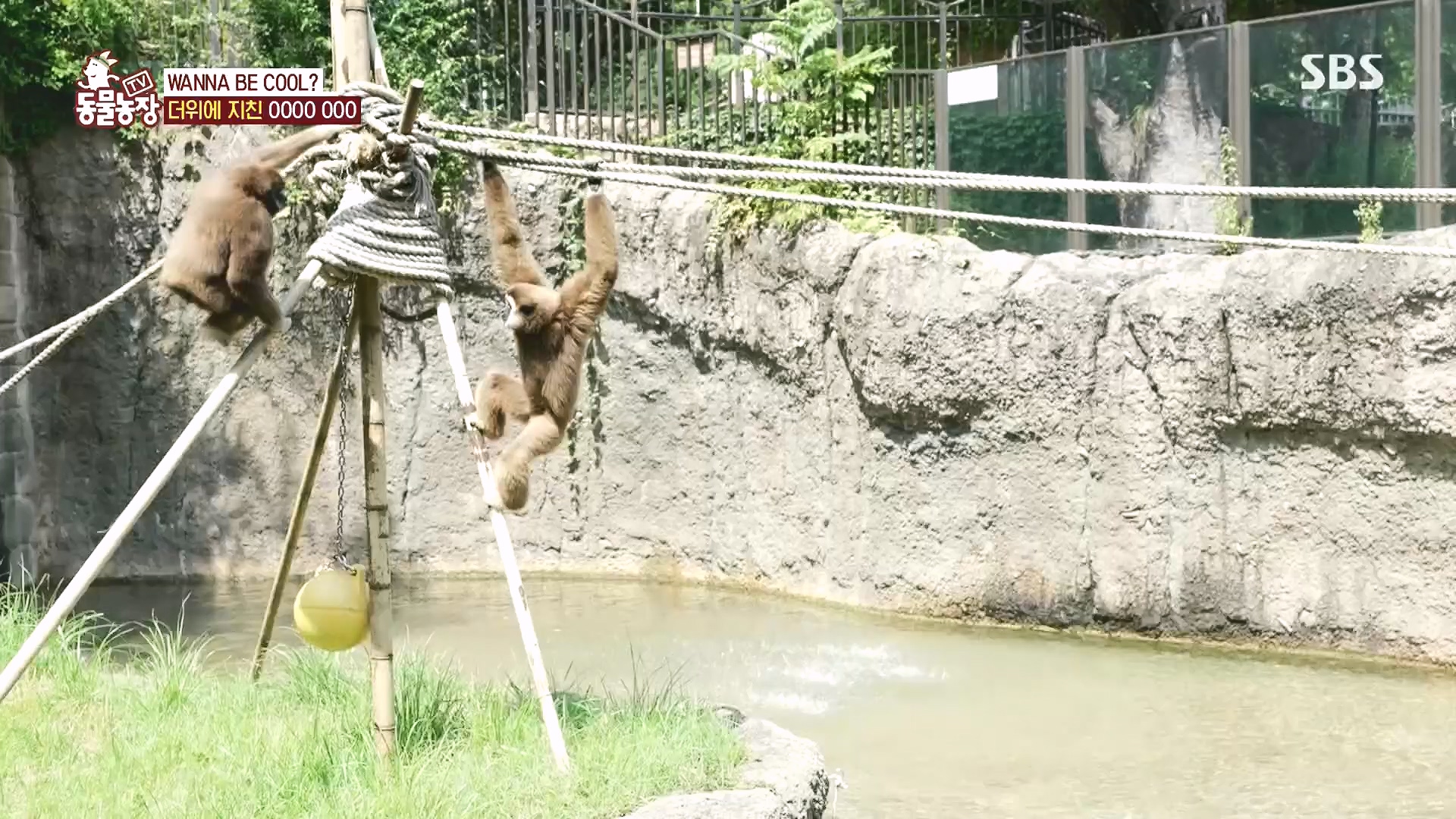 TV 동물농장.E1182.240728p.H264-F1RST.mp4_20240728_152538.794.jpg