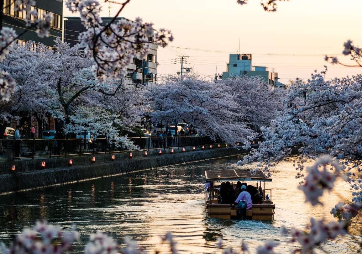 일본 벚꽃 개화시기 메구로가와