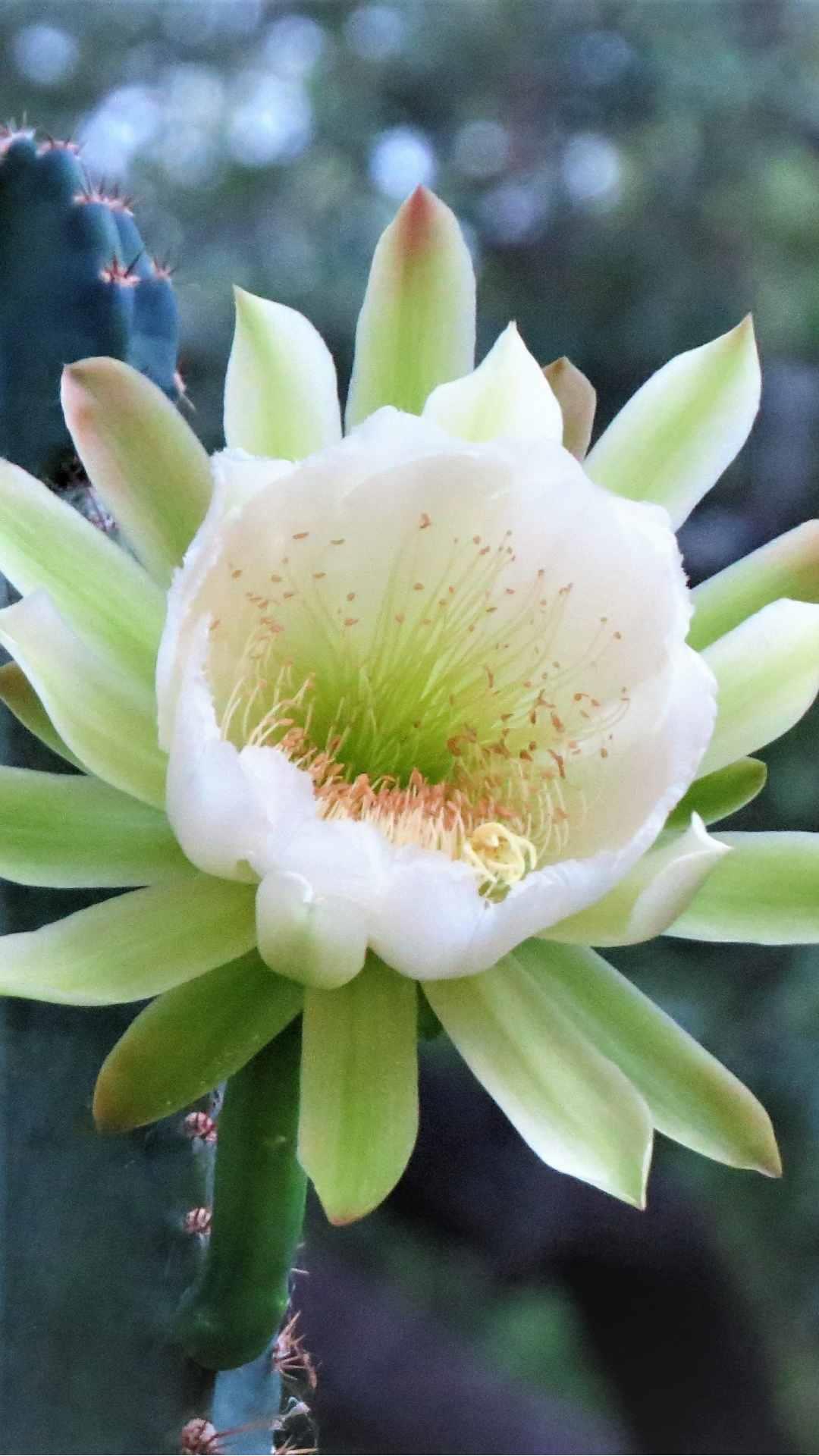 Cactus Flower iPhone Wallpaper