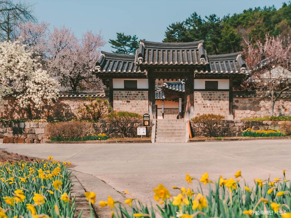  4월 꽃구경, 봄나들이 추천 수선화 명소 4