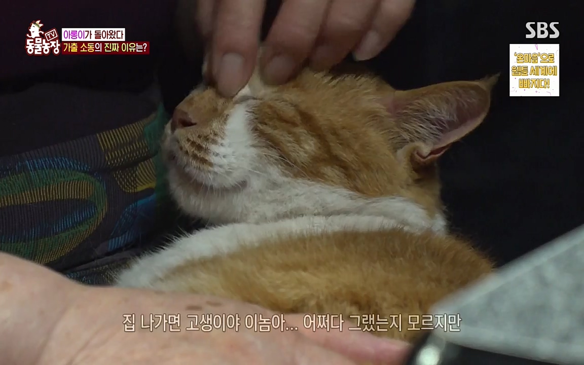 TV 동물농장.E1079.220725p-NEXT.mp4_20220724_151936.118.jpg