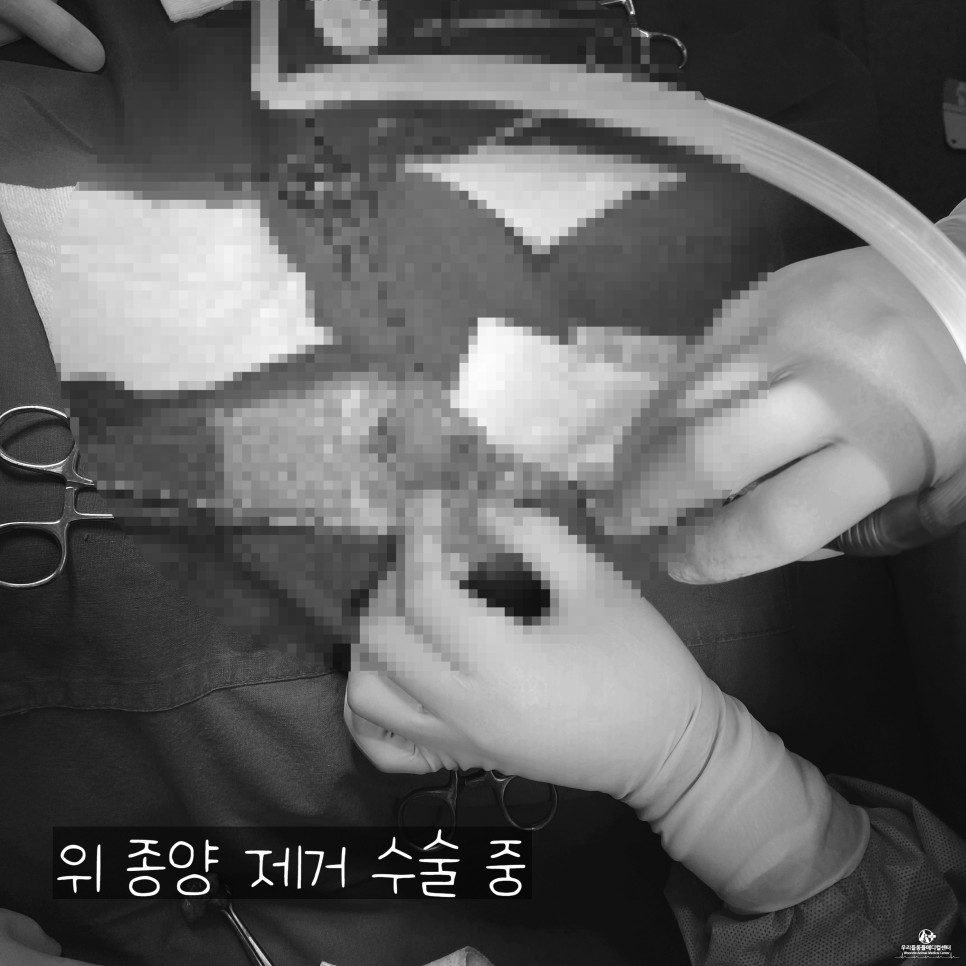 수술 후 마시티닙 항암치료 13살 노령견 강아지 위암 11