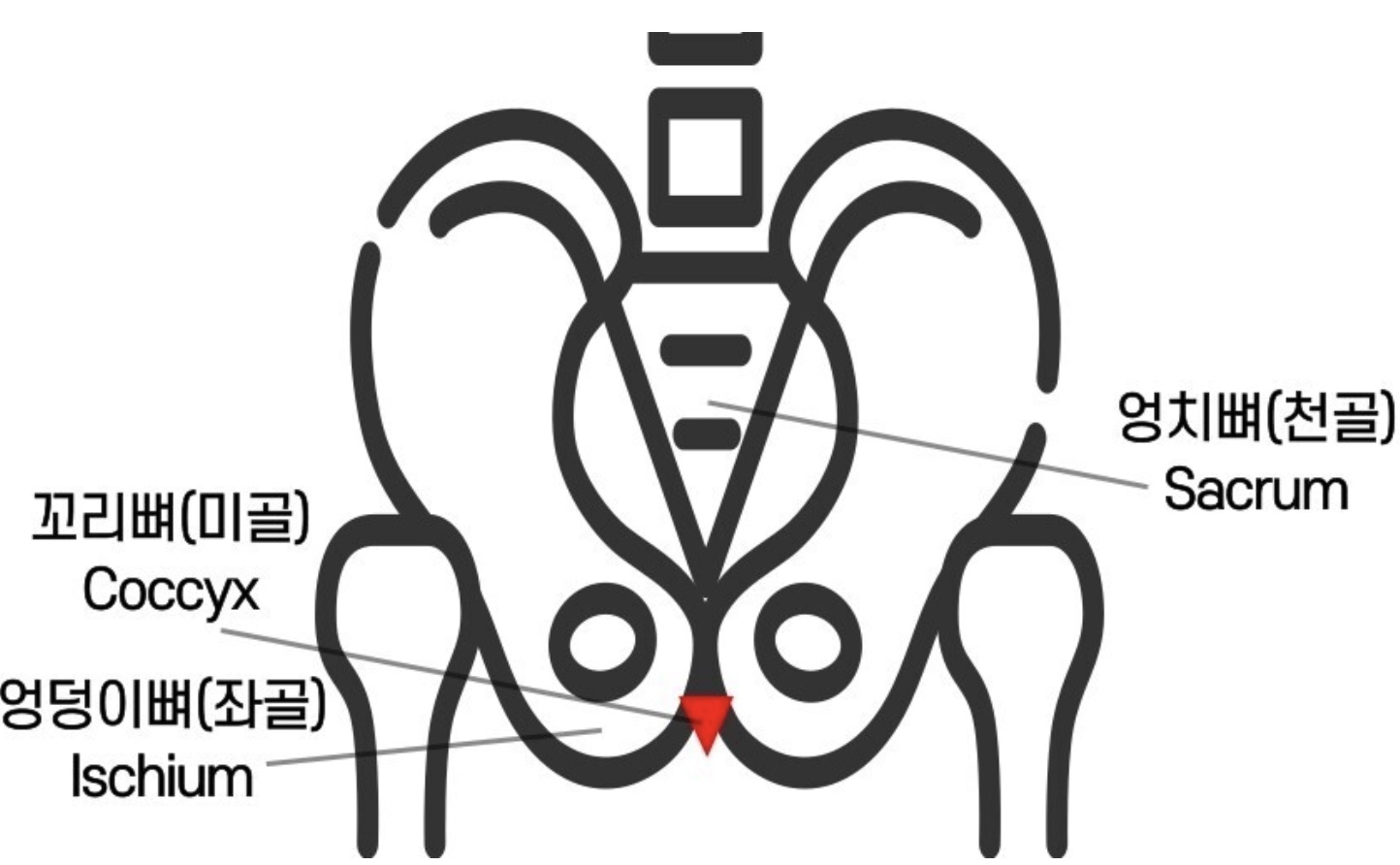 꼬리뼈 튀어나옴 원인과 통증 해결방법