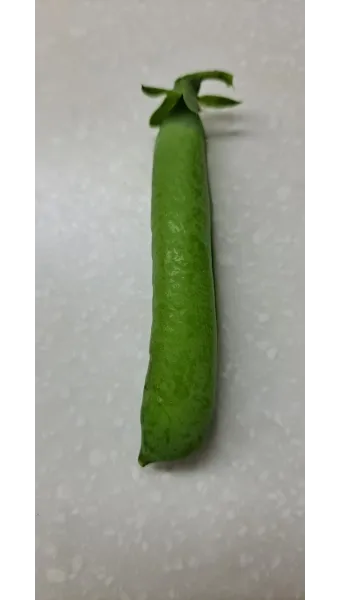 완두콩 수확시기 파종시기 삶는 법 재배법_10