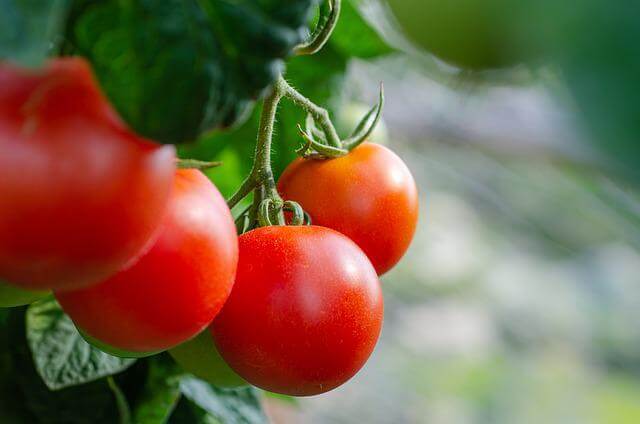 토마토 효능 8가지와 부작용 및 보관방법