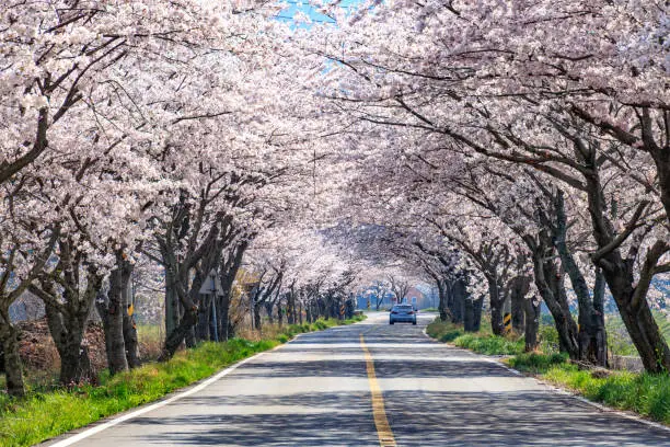 벚꽃길 이미지