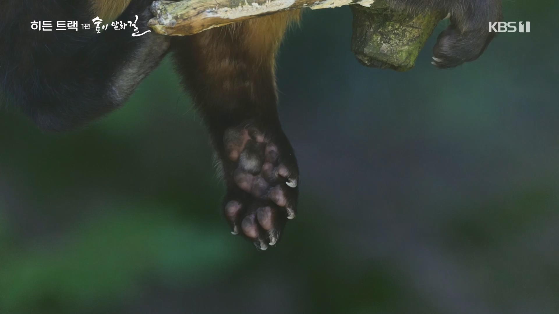 다큐 인사이트.E176.231214p.H264-F1RST.mp4_20231215_205443.583.jpg