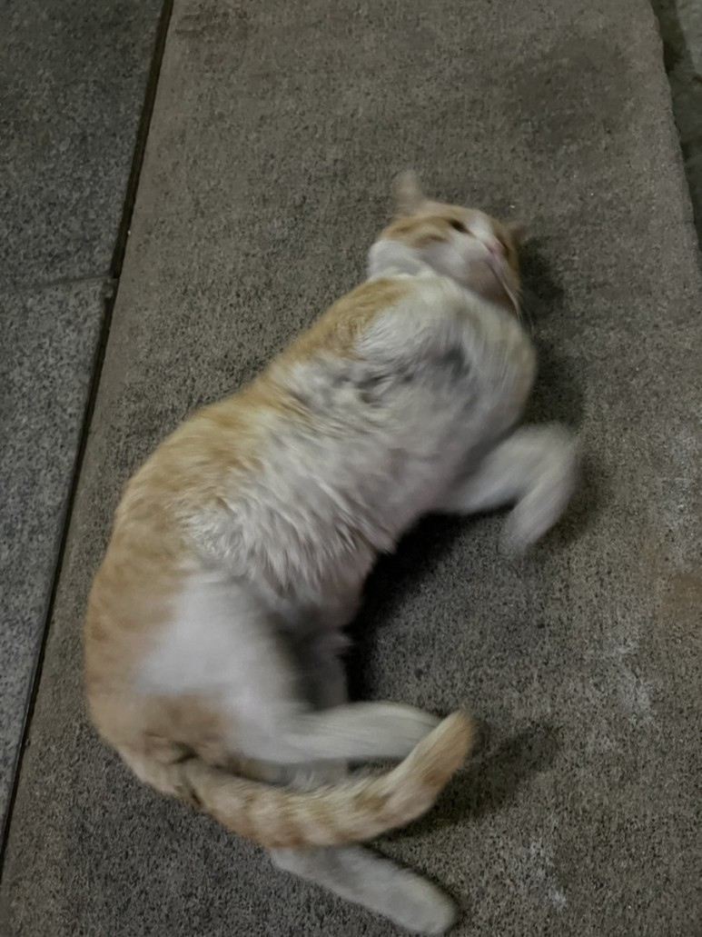 고양이 간택 고양이 10