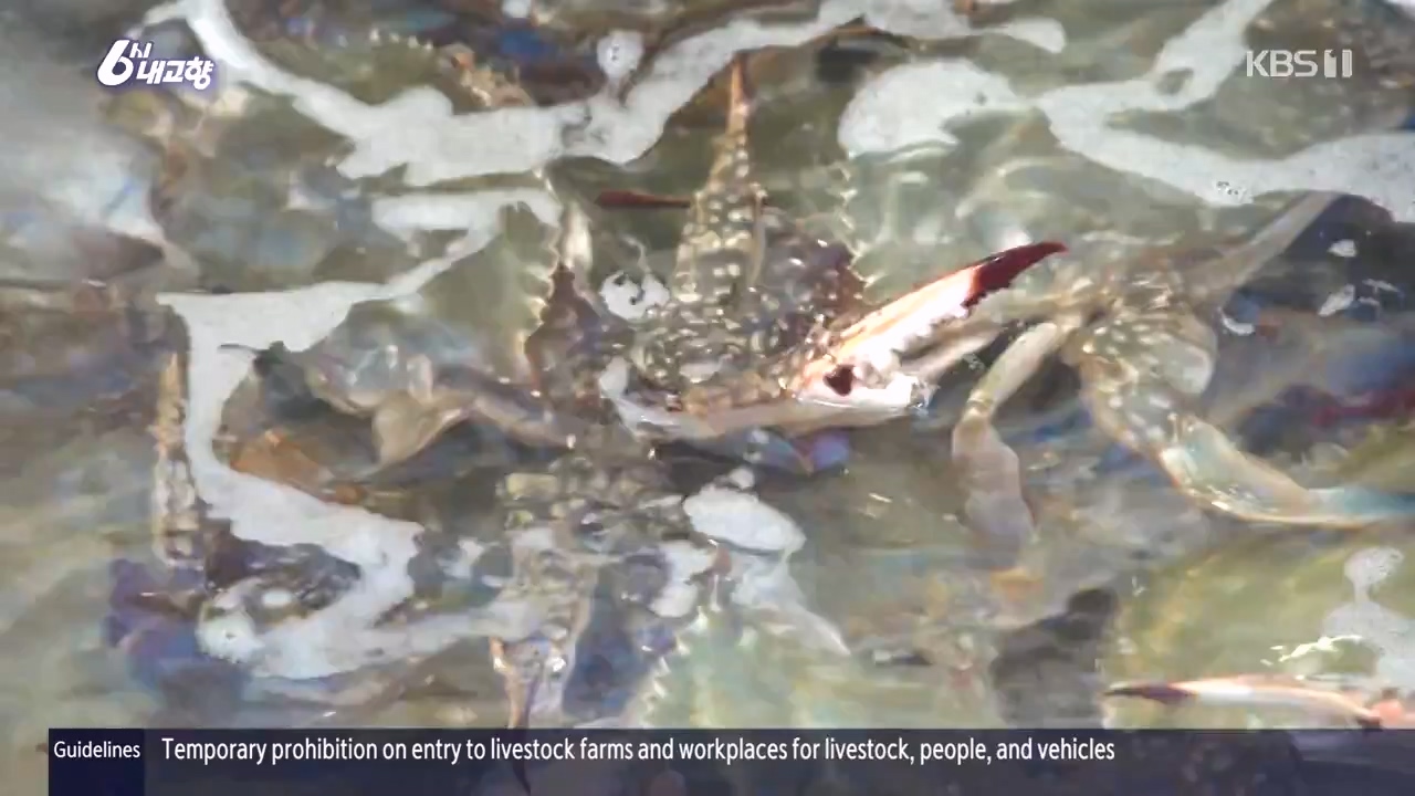 6시 내고향.E7910.231032p-NEXT.mp4_20231101_204607.658.jpg