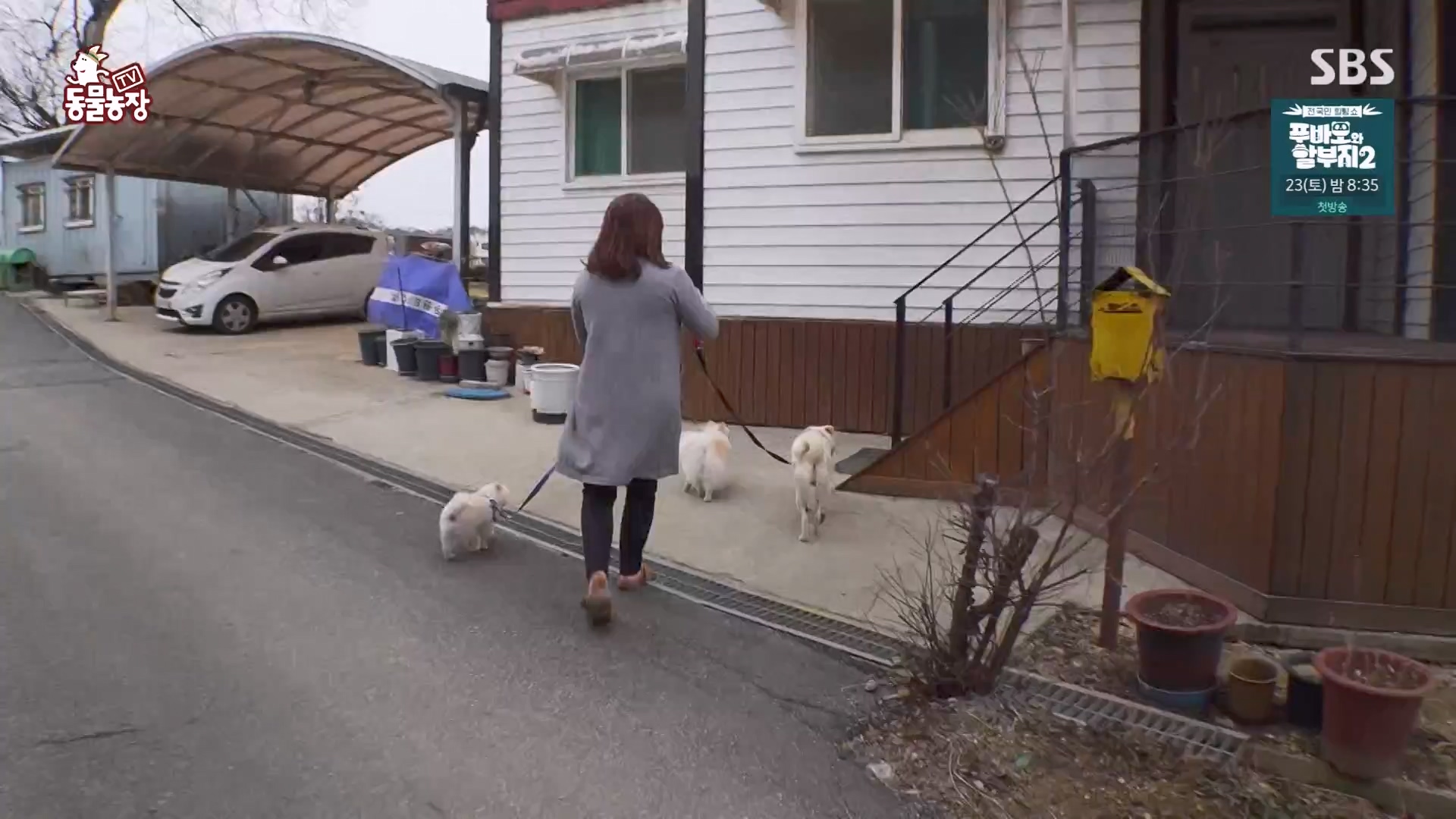 TV 동물농장.E1163.240317p-NEXT.mp4_20240317_171048.351.jpg
