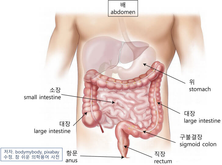 의학용어 abdomen 뜻 배, 복부