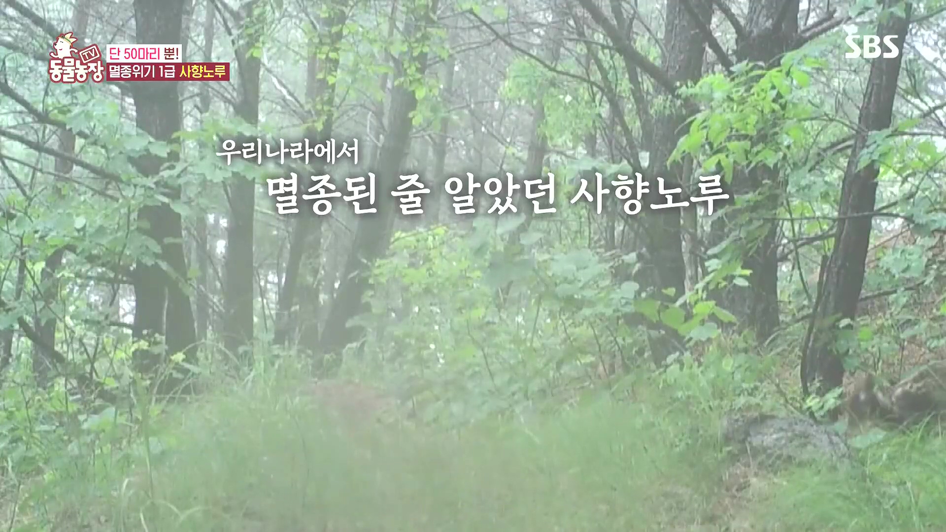 TV 동물농장.E1185.240818p.H264-F1RST.mp4_20240818_160956.298.jpg