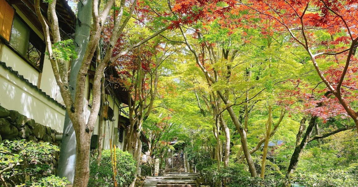 오사카 & 교토 단풍 여행장소 추천 BEST 08 일본 단풍시기 실시간 지도 2022