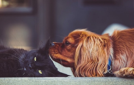 반려동물 건강과 냄새의 관계